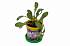Набор для выращивания растений - Гайллардия  - миниатюра №1